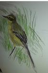 Motacilla flava flavissima