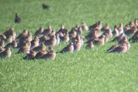 Pluvialis apricaria