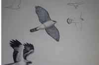 Accipiter gentilis