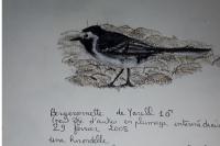 Motacilla alba yarrellii