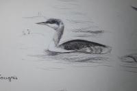 Podiceps grisegena