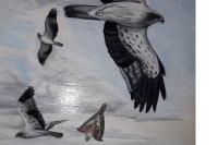 Hieraaetus pennatus