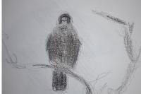 Falco peregrinus