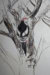 Dendrocopos medius