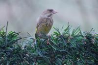 Chloris chloris