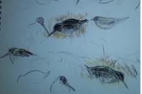 Lymnocryptes minimus