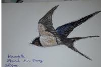 Hirundo rustica