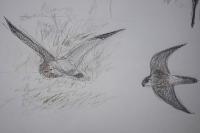 Falco columbarius