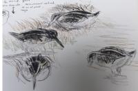Lymnocryptes minimus