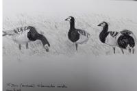 Branta leucopsis
