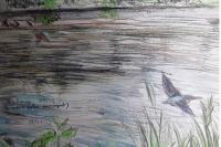 Alcedo atthis