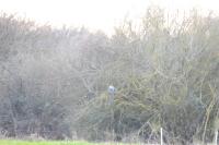 Elanus caeruleus