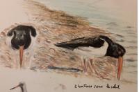 Haematopus ostralegus