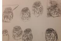 Athene noctua