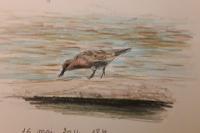 Calidris canutus