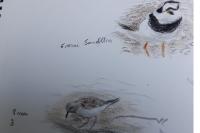 Calidris temminckii