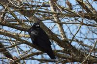 Corvus corone