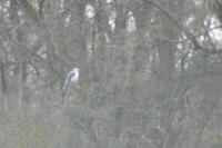 Elanus caeruleus