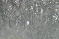 Elanus caeruleus