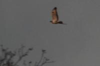 Buteo buteo