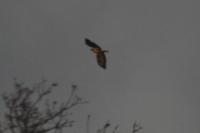 Buteo buteo
