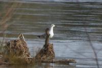 Larus michahellis