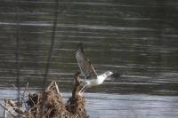 Larus michahellis