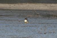 Mergus merganser