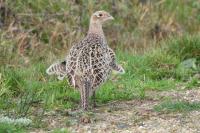 Phasianus colchicus