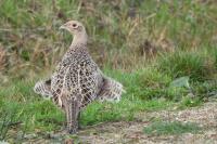 Phasianus colchicus