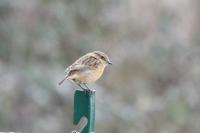 Saxicola rubicola