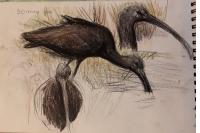 Plegadis falcinellus
