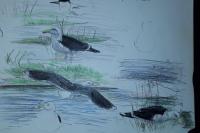Larus marinus