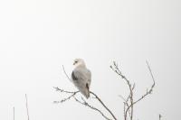 Elanus caeruleus