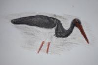 Ciconia nigra