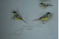 Motacilla flava thunbergi