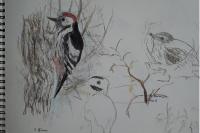 Dendrocopos medius