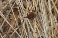 Troglodytes troglodytes