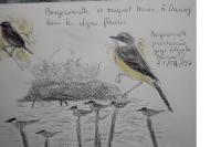 Motacilla flava iberiae