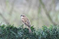 Passer domesticus
