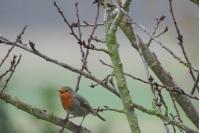 Erithacus rubecula