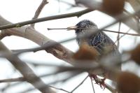 Sturnus vulgaris