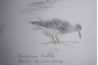 Calidris melanotos