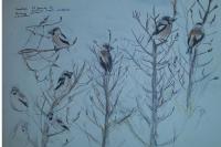 Coccothraustes coccothraustes
