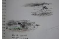 Hydrocoloeus minutus