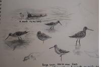 Limosa lapponica