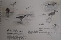 Numenius phaeopus