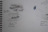 Charadrius alexandrinus