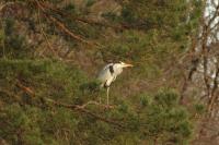 Ardea cinerea