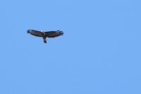 Buteo buteo